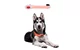 Dog Sports