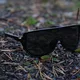 Sports Sunglasses Tripoint Reschen - Matt Black Smoke /w Blue Multi Cat.3
