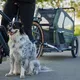 Dog Bicycle Trailer TaXXi L Dark Gray/Dark Green